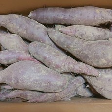 영흥도 꿀고구마 베니하루카 고당도 고구마 5kg 10kg, 1개