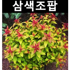 삼색조팝 키50~60cm/나무 묘목/실내조경/지피조경