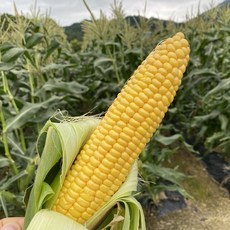 [당도보장] 강원도 고당도 초당옥수수 특품 17cm이상 10개 20개, 양구초당옥수수 20개입