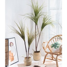 레인보우마지나타