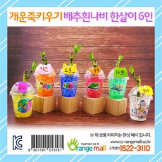 배추흰나비키우기