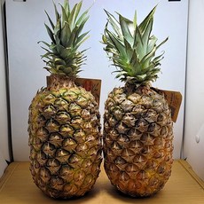 황금과일 파인애플 2수 (3kg 내외)