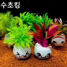 키우기쉬운열대어