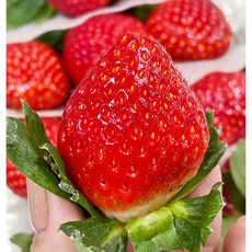 추천7 딸기2kg