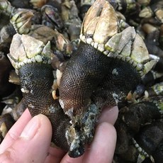 거북손 술안주베스트 짭짤 쫄깃 국산 급냉 생거북손, 1개, 900g