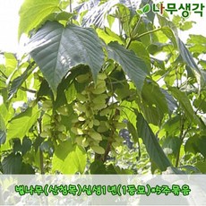 807244272ca81baae4bc6ee7437402b1697b82d3f3f68568ce5f22d8eaa9.JPG