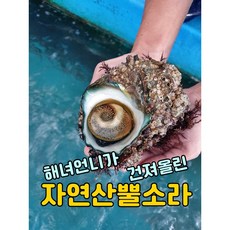 뿔소라손질