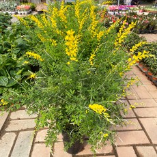 추천3미나리초무침