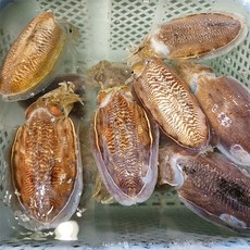고흥 나로도 자연산 생물 갑오징어 2kg (대사이즈) 6-8미