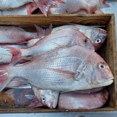 반건조 생선 도미/참돔, 1개, 손질전 1kg 반건조 손질후800g내외
