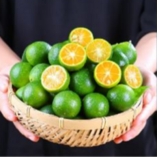 [갓수확한] 특품 제주 청귤 풋귤, 1개, 2kg(특품)
