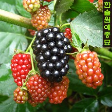 슈퍼블랙베리(가시없는 복분자), 04.블랙베리(흑진주)-포트묘, 1개