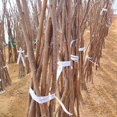 감나무묘목 대봉감(홍시용) 5주, 5개