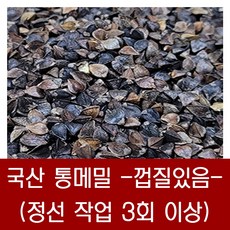 제주메밀