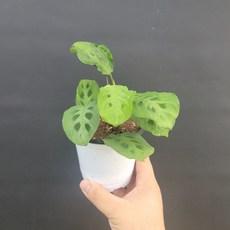 마란타