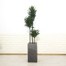 드라세나콤팩타