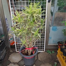 송오브인디아