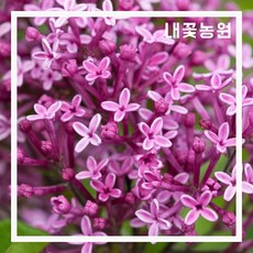 사계라일락