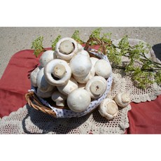 [바우네농산물] 버동이 부여못난이양송이 버섯1KG/2KG /부여양송이 1KG/2KG, 못난이 양송이 1KG