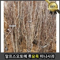 알프스오토메 묘목 특묘 목 미니사과 사철 정원수 유실수 조경수
