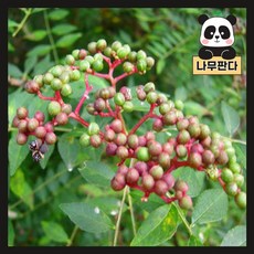 산초묘목