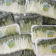 무순 150g x 8팩 무싹 새싹무 무새싹, 1개