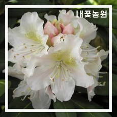 울릉도만병초 10cm 포트