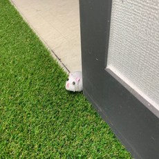 강아지무선조정장난감