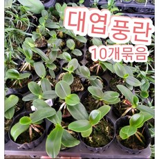 풍란 대엽-10개묶음/바람이 잘 통하는 곳을 좋아한다고 해서 풍난 석부작, 10개