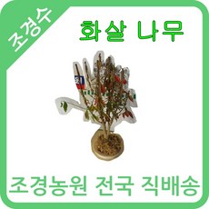 대한조경농원 화살나무 H0.3~0.7 [4주묶음배송]