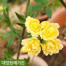 목향장미 루테아 덩굴장미 노랑민찔레 가시없는 겹꽃, 4치포트, 1개