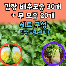 모두다팜농자재 김장 배추모종 30개 + 무 모종 20개 세트 김장모종 무모종 불암플러스 모종