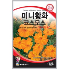 미니황화코스모스50립 꽃 씨앗 세계, 3개
