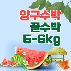 양구고랭지수박