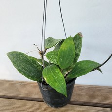 희귀호야