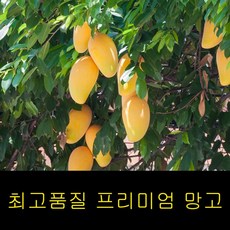 진도애플망고