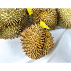 [수입 행사] _ [항공직송 - 최상급 보장] 태국 통 두리안 (생과)