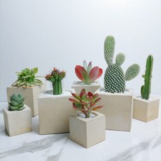 홍상생술다육