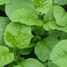 시금치한단가격