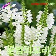 꽃범의꼬리