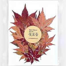 그린팜네이처 꽃보듬 압화-미니단풍잎(35장)