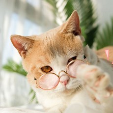 더시티오 3개묶음 강아지 고양이 선글라스 강아지고글, 색상랜덤 3개묶음, 3개