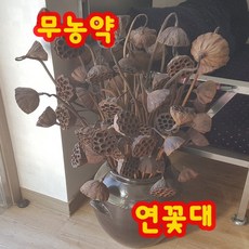 신비쥬연꽃