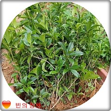 금목서 묘목 2년생10주 향기나는나무