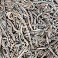 말지렁이 민물 바다낚시 낚시미끼 찌낚시 참돔 돌돔 농어 장어 쏘가리, 민물 바다미끼