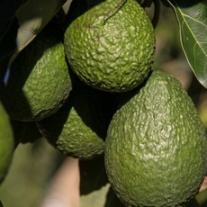 아보카도먹는법