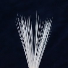 고양이수염행운