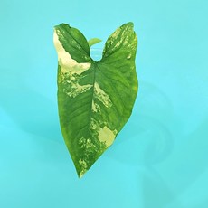 옐로우싱고니움