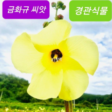 고운블랙금화규