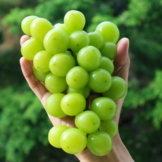 고당도 달콤한 망고포도 샤인머스켓 4kg